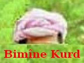 Kurd_Bimine_2.jpg